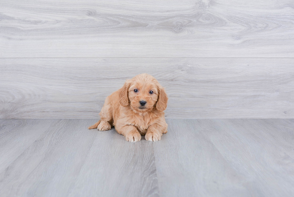 Popular Mini Goldendoodle Poodle Mix Pup