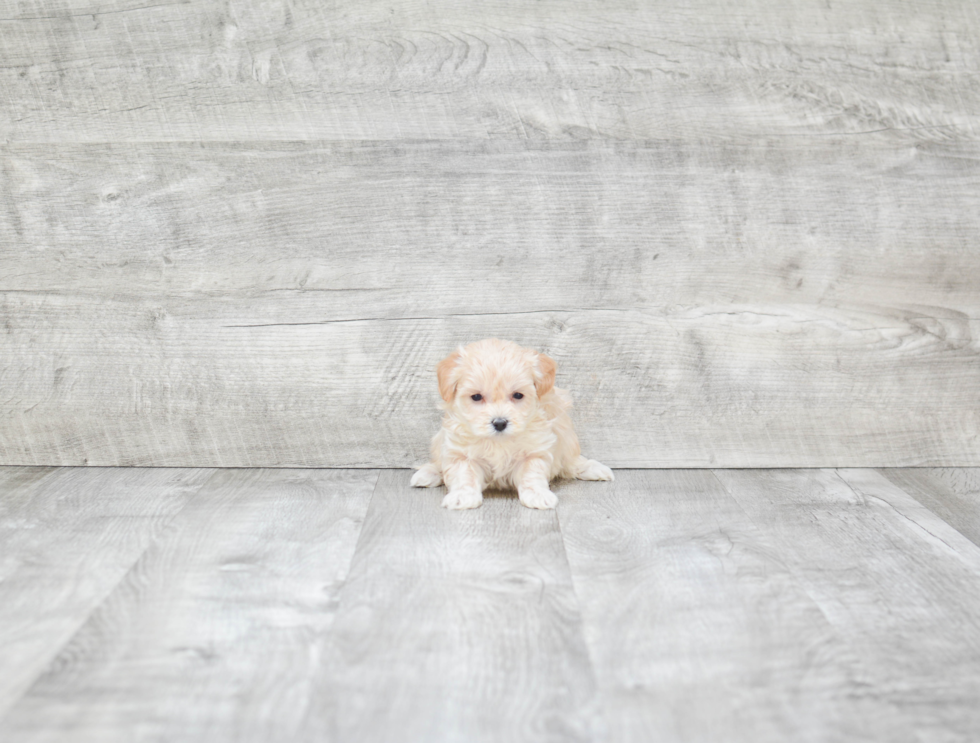 Maltipoo Puppy for Adoption