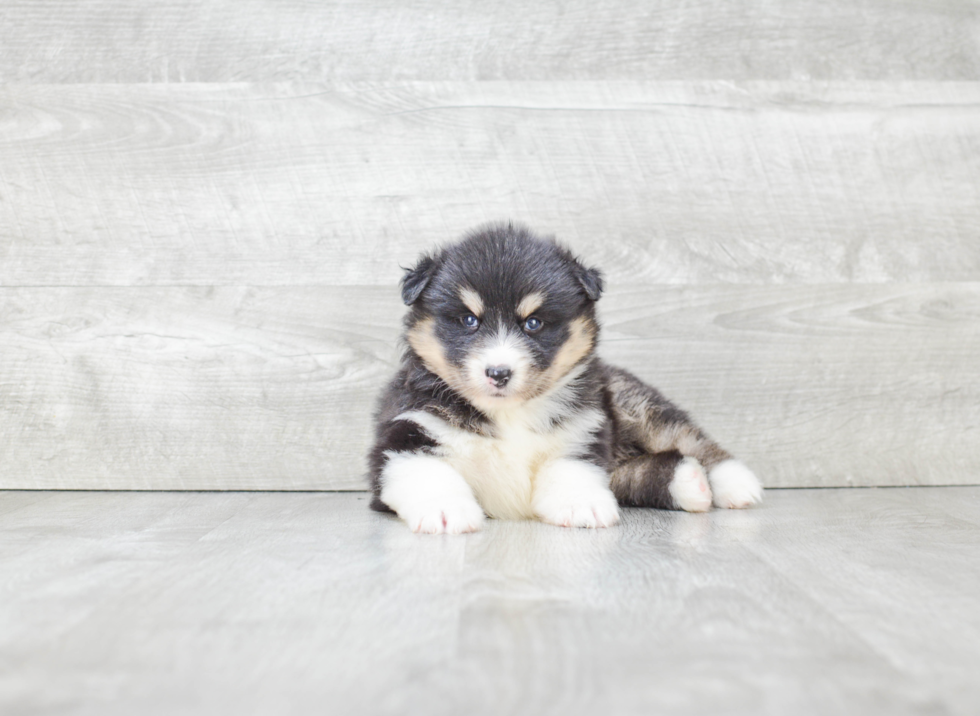 Energetic Mini Husky Designer Puppy