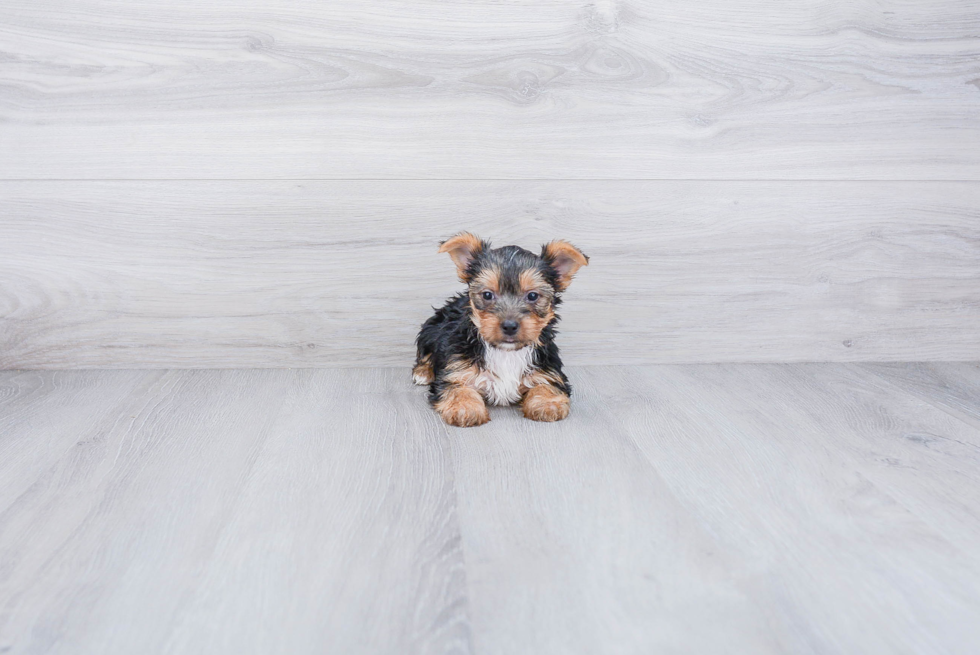 Meet Lisa - our Yorkshire Terrier Puppy Photo 