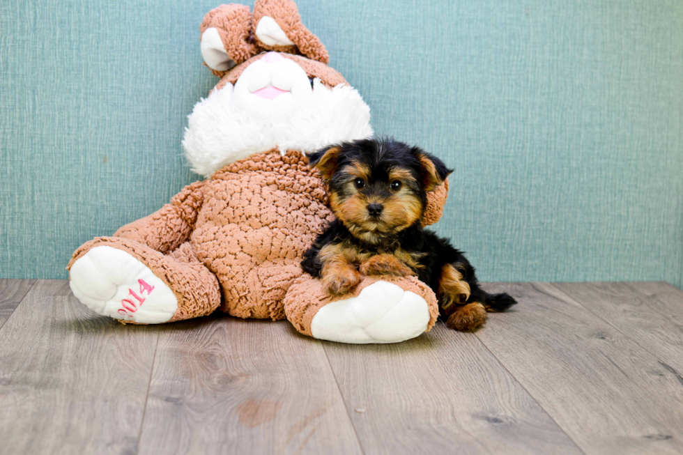 Meet Bella - our Yorkshire Terrier Puppy Photo 