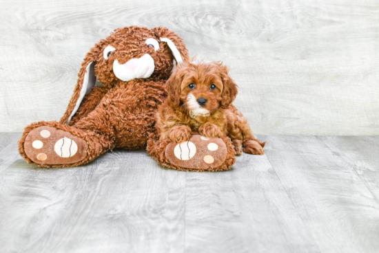 Cavapoo Puppy for Adoption