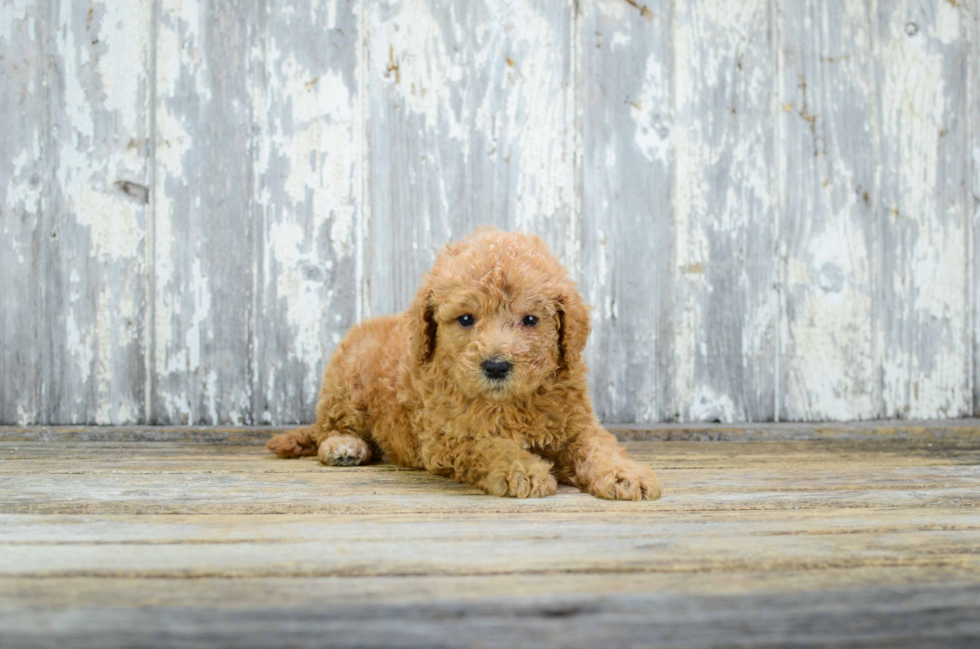 Little Golden Retriever Poodle Mix Puppy