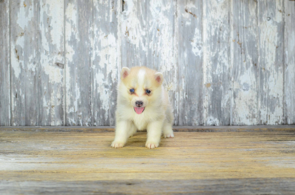 Adorable Mini Husky Designer Puppy