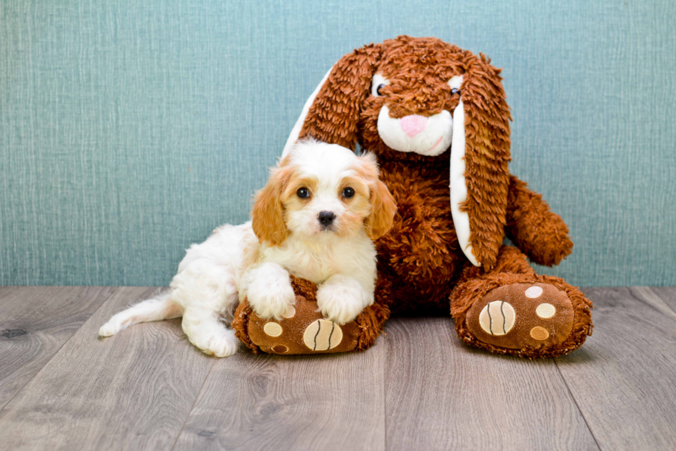 Sweet Cavachon Baby