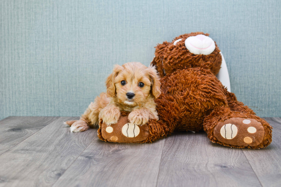 Small Cavapoo Baby