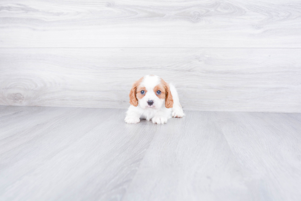 Akc Registered Cavalier King Charles Spaniel Baby