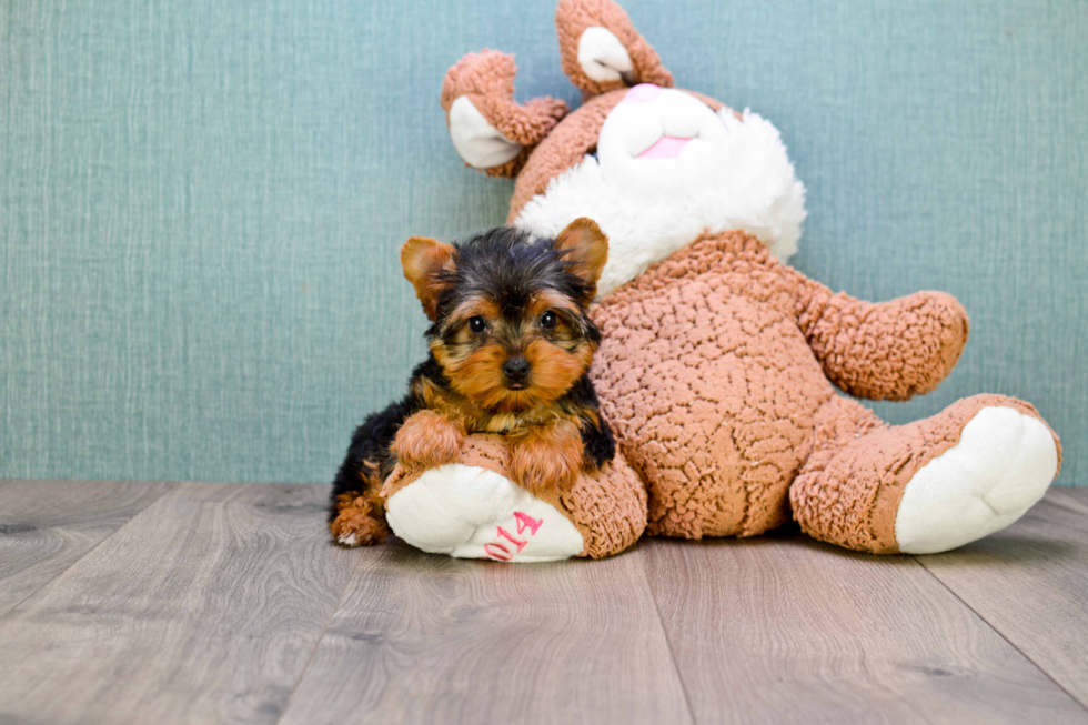 Meet Izzie - our Yorkshire Terrier Puppy Photo 