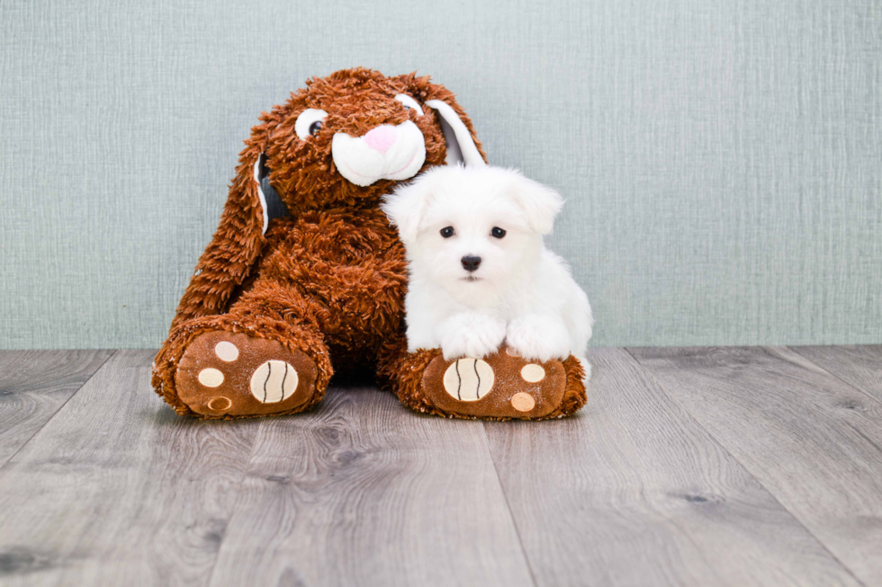 Best Maltese Baby