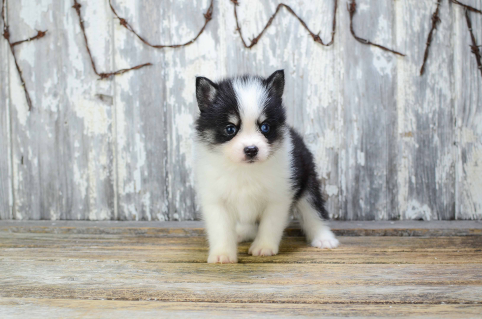 Small Pomsky Baby