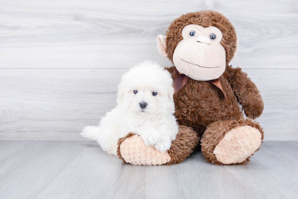 Energetic Maltese Poodle Poodle Mix Puppy