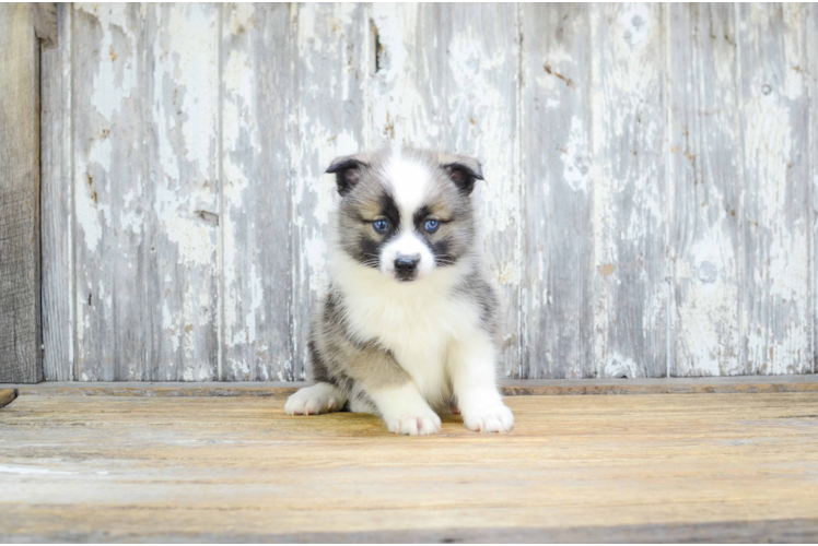 Cute Pomsky Baby