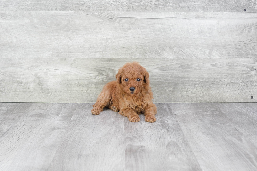 Energetic Golden Retriever Poodle Mix Puppy