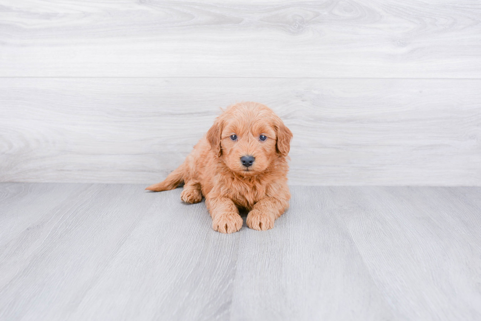 Best Mini Goldendoodle Baby