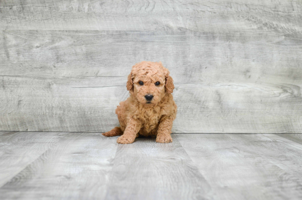 Smart Mini Goldendoodle Poodle Mix Pup