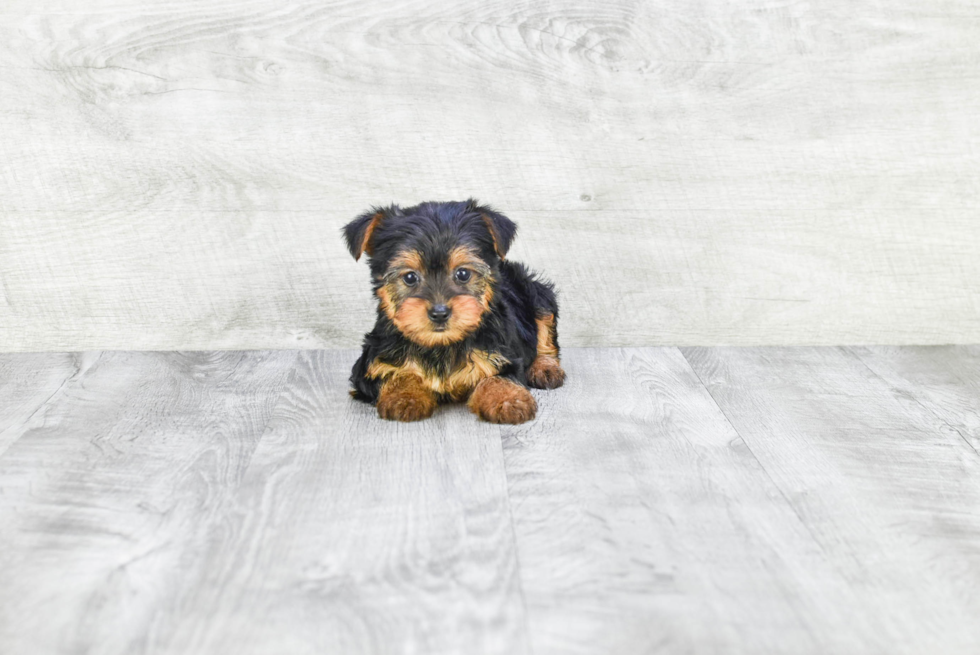 Meet Izzie - our Yorkshire Terrier Puppy Photo 