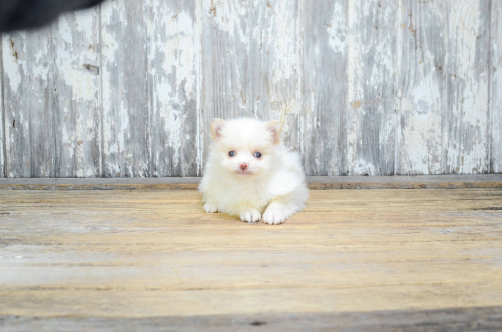 Little Pomeranian Baby