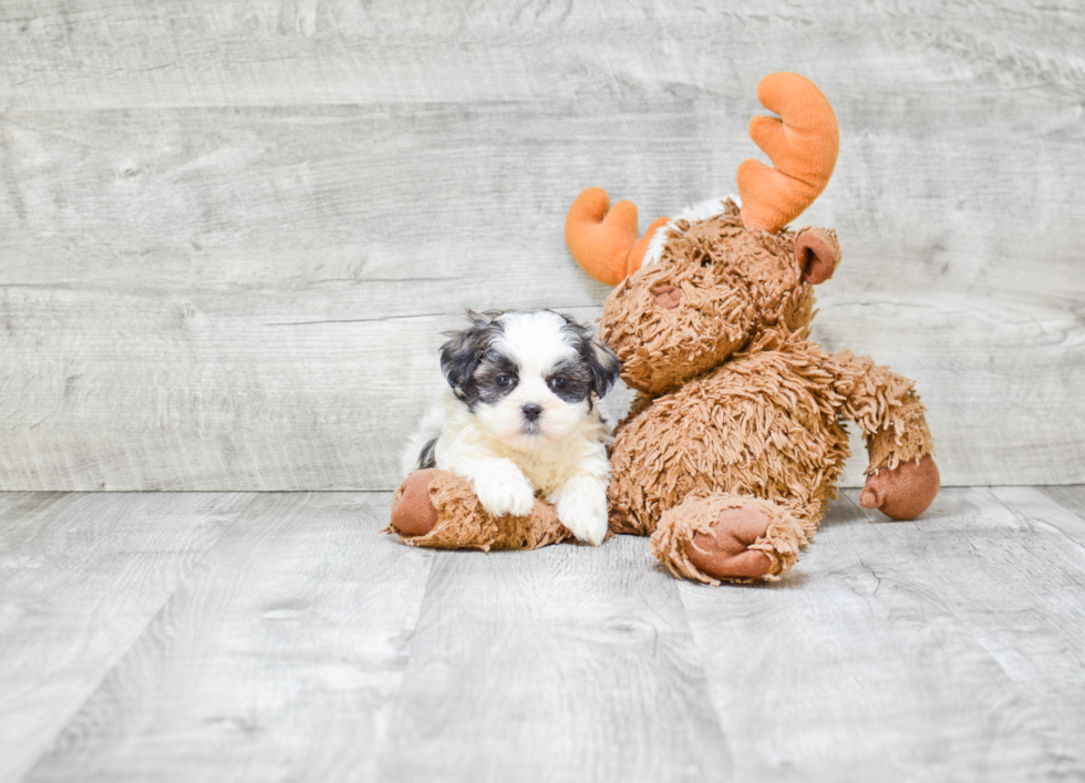 Happy Teddy Bear Baby