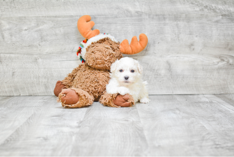 Havanese Pup Being Cute