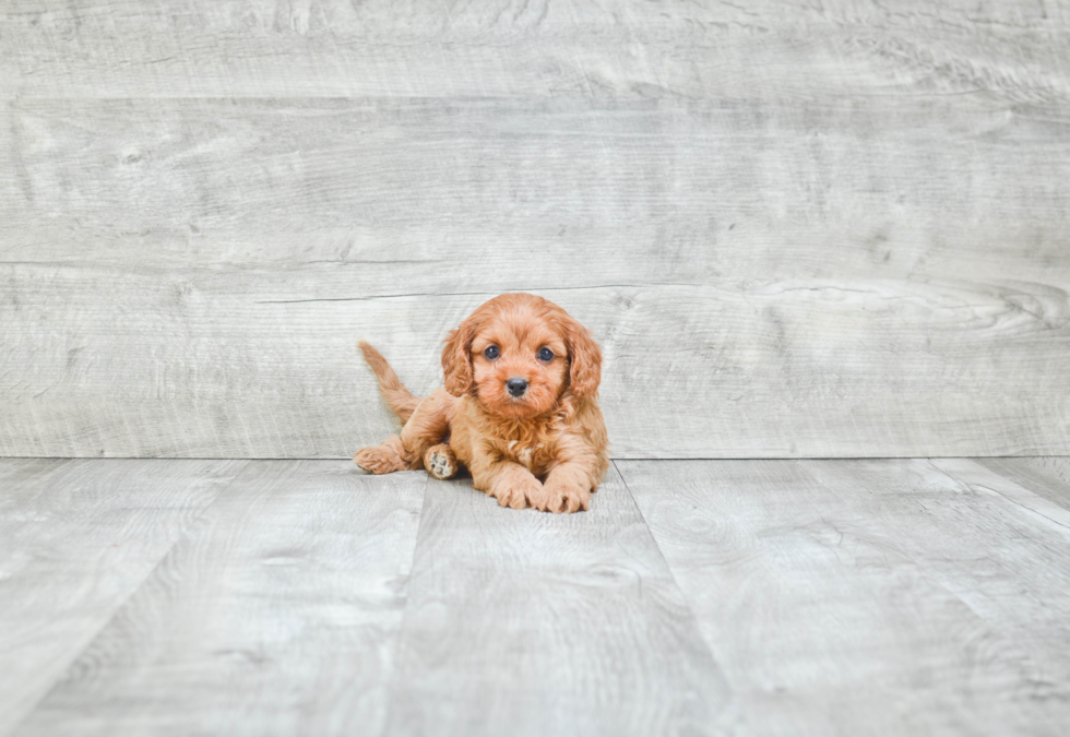 Cavapoo Pup Being Cute