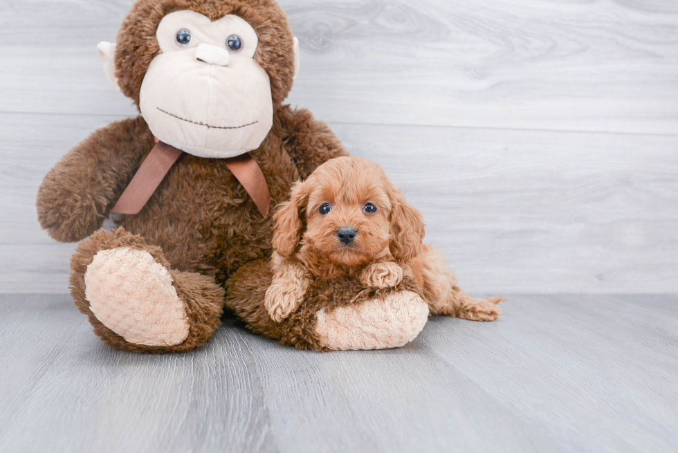 Fluffy Cavapoo Poodle Mix Pup