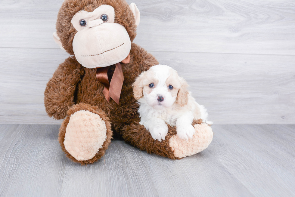 Cavapoo Pup Being Cute