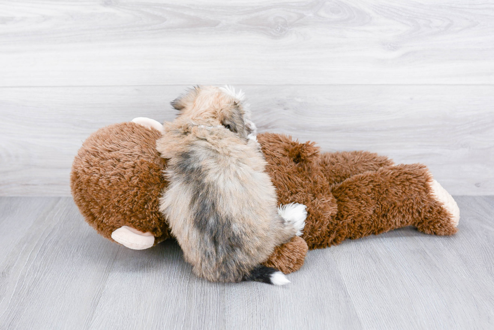 Popular Havanese Baby