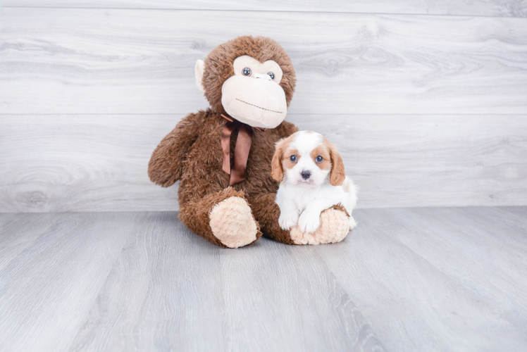 Adorable Cavalier King Charles Spaniel Purebred Puppy