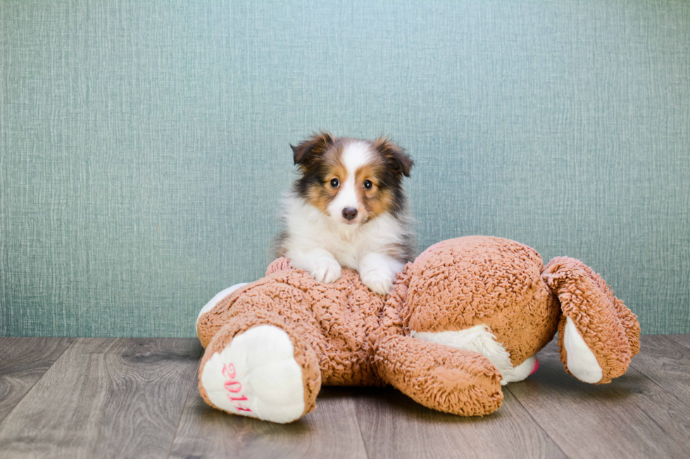 Sheltie Puppy for Adoption