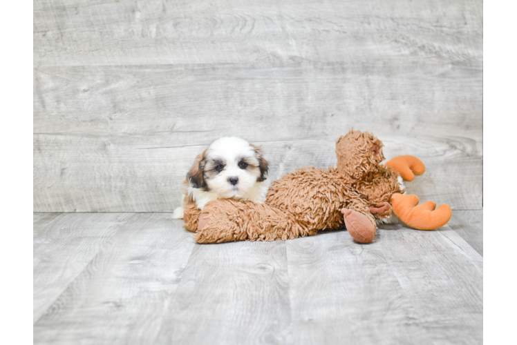 Teddy Bear Pup Being Cute