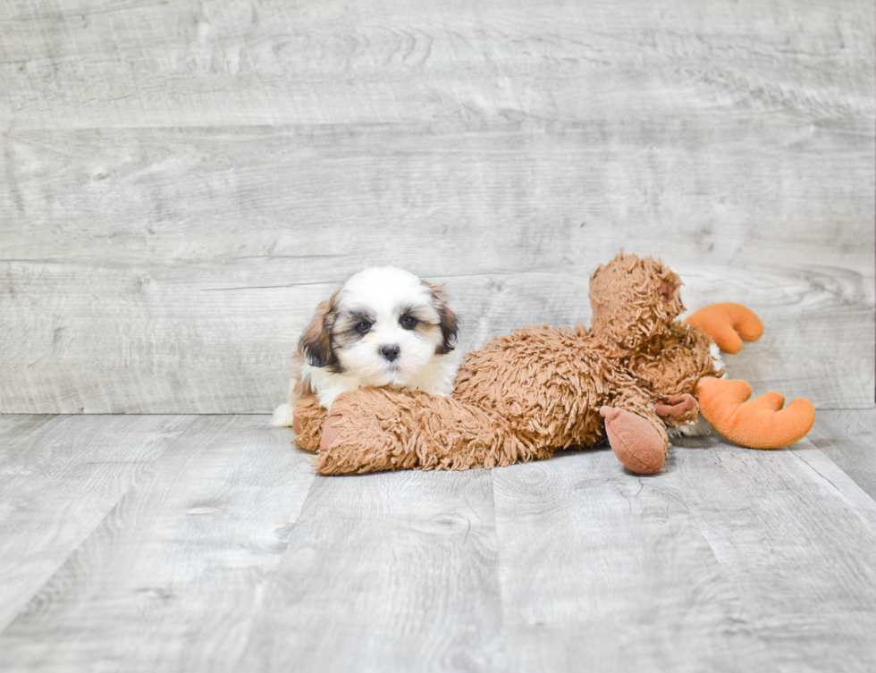 Teddy Bear Pup Being Cute