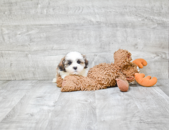 Teddy Bear Pup Being Cute