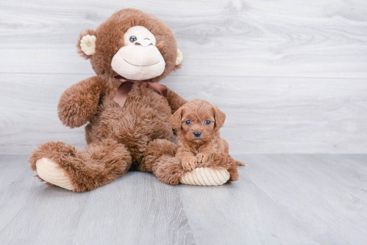 Smart Cavapoo Poodle Mix Pup