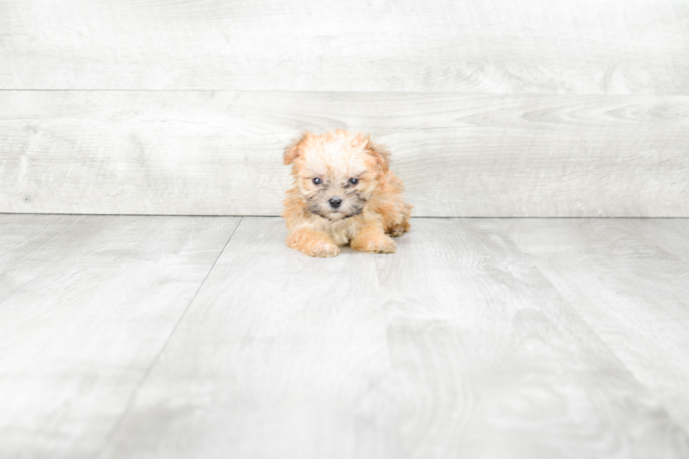 Hypoallergenic Yorkie Designer Puppy