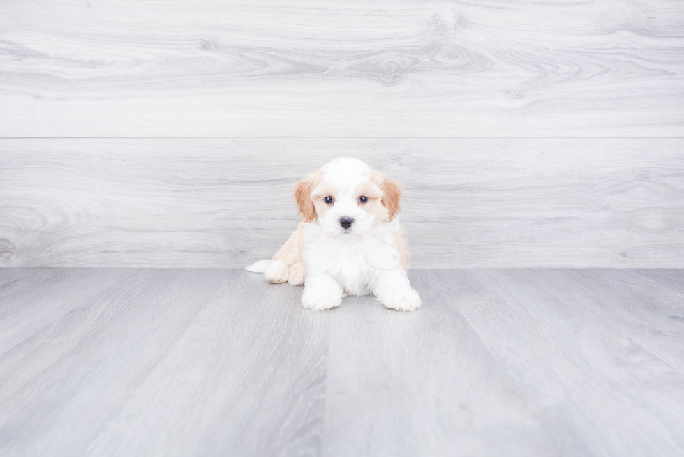 Little Bernadoodle Poodle Mix Puppy