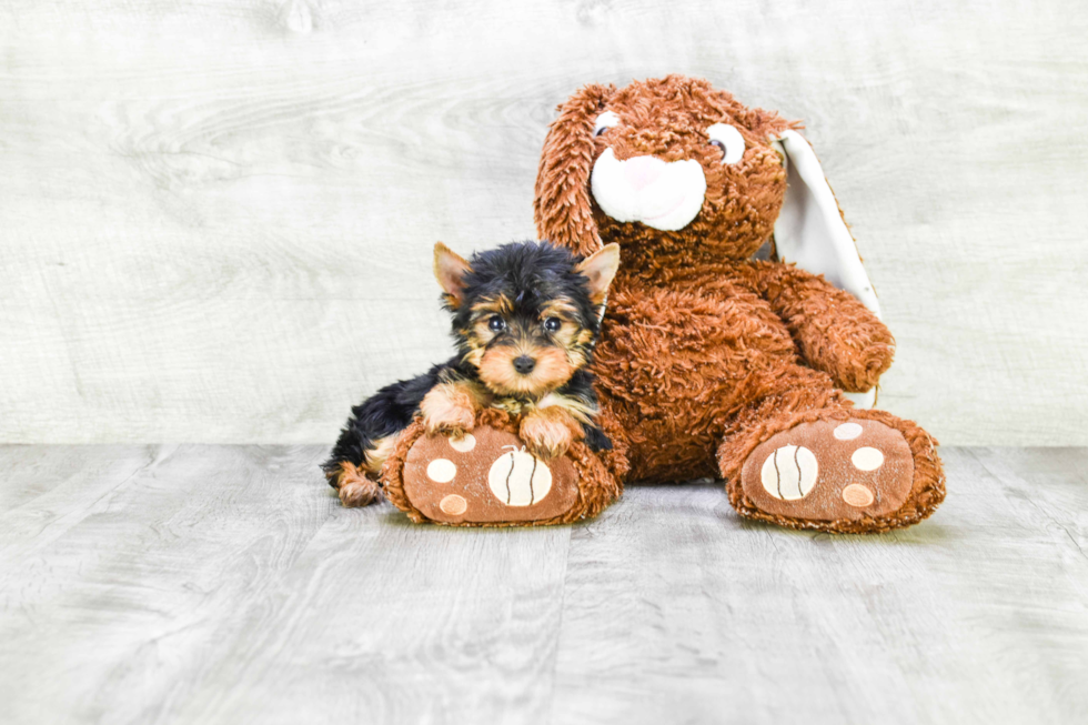 Meet Fiona - our Yorkshire Terrier Puppy Photo 