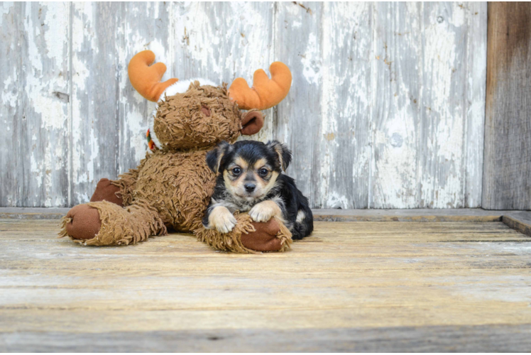 Best Morkie Baby