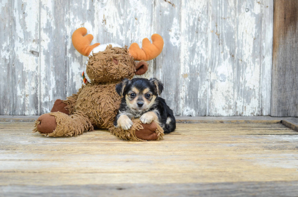 Best Morkie Baby