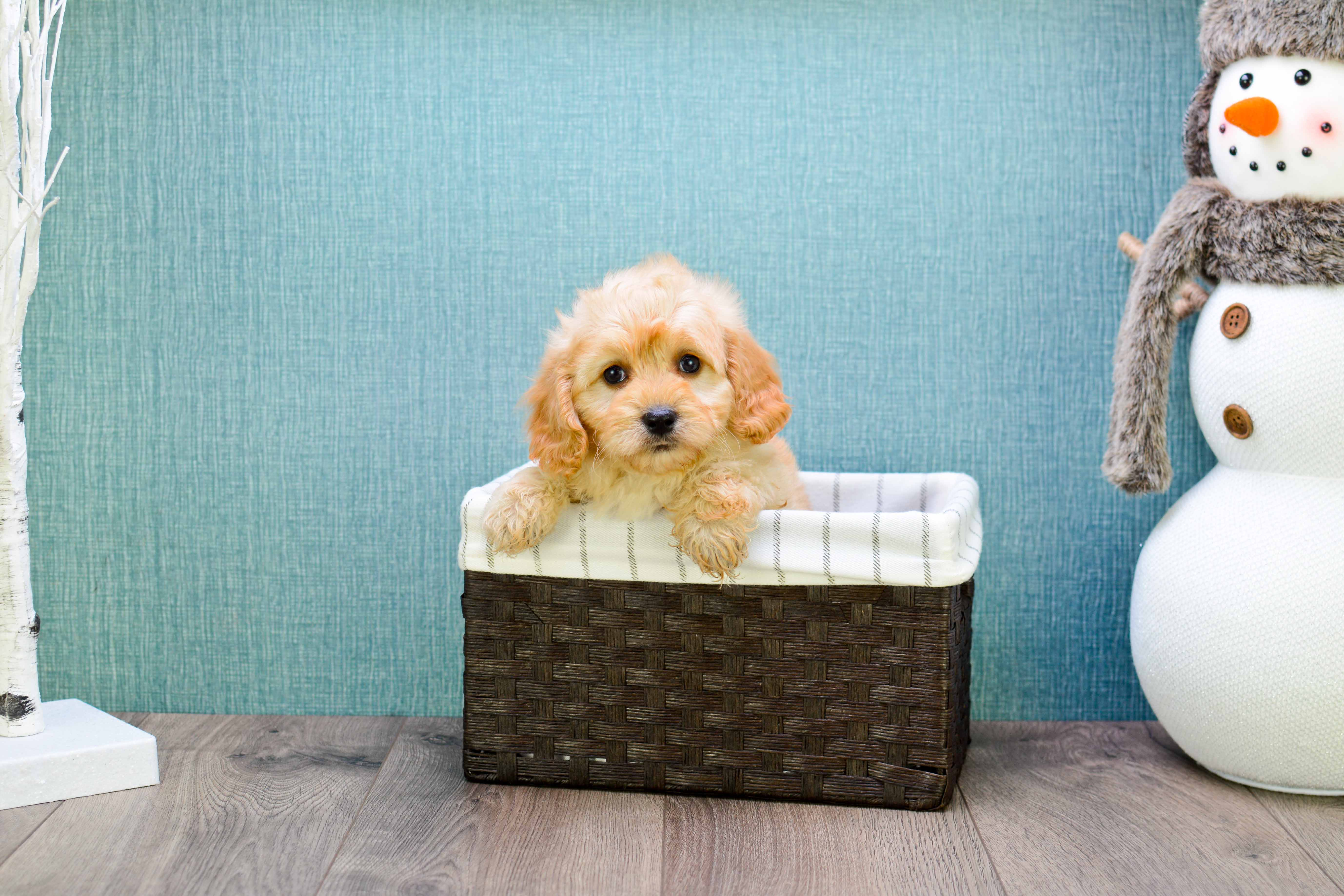 Sweet Cavapoo Baby