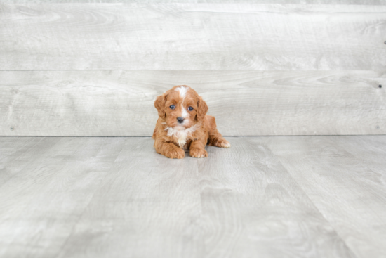 Cavapoo Puppy for Adoption