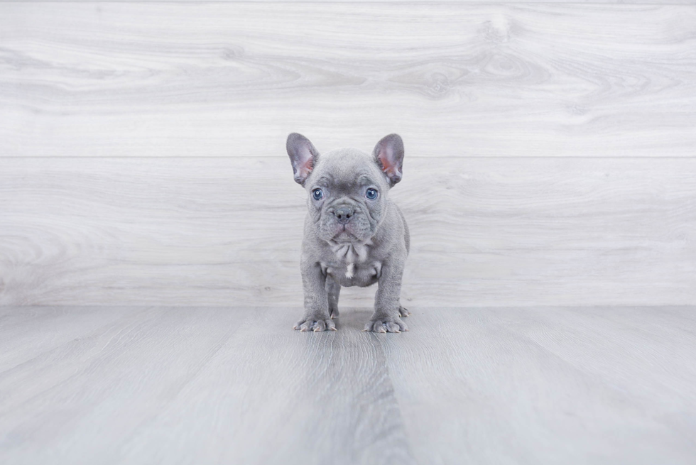 Happy Frenchie Purebred Puppy