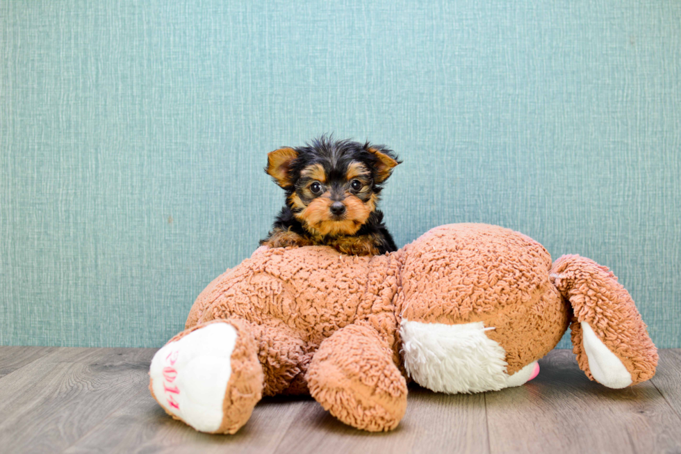 Meet Rascal - our Yorkshire Terrier Puppy Photo 