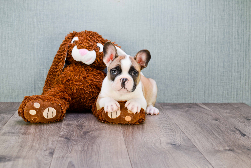 Happy Frenchie Purebred Puppy