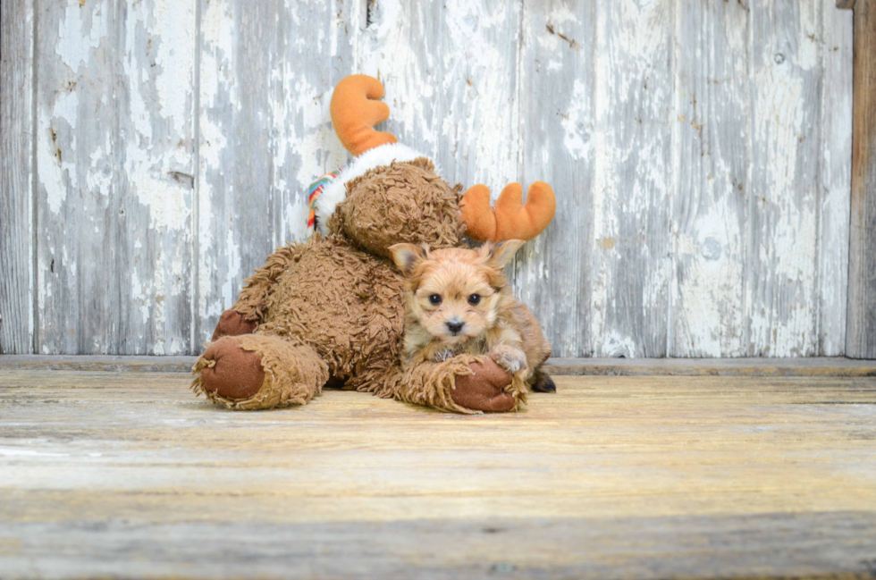 Morkie Puppy for Adoption