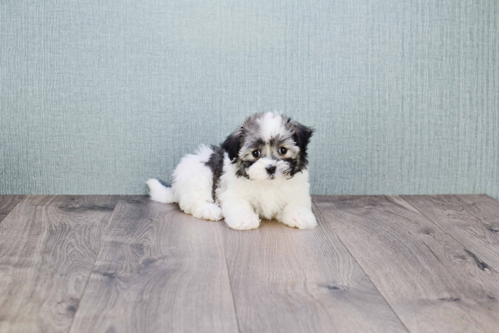 Havanese Pup Being Cute