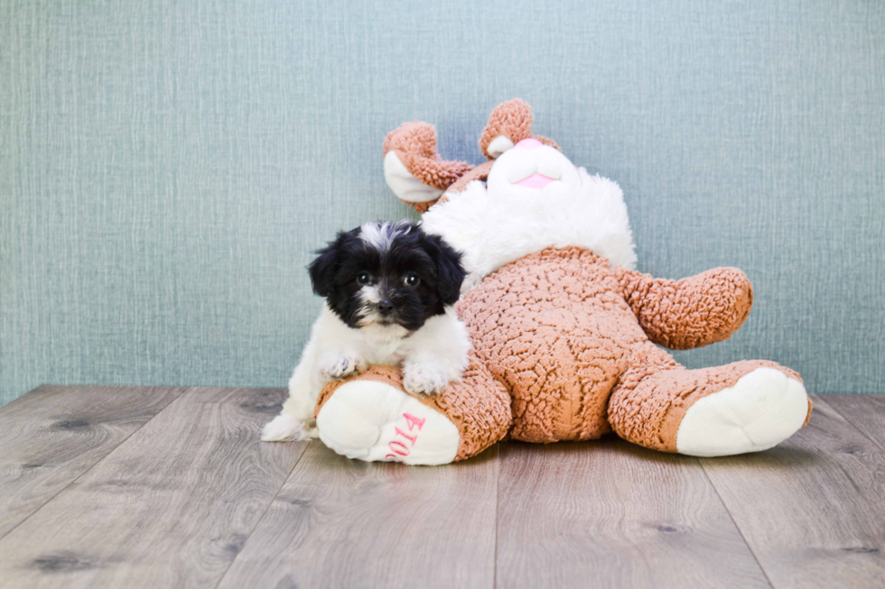 Funny Maltipoo Poodle Mix Pup