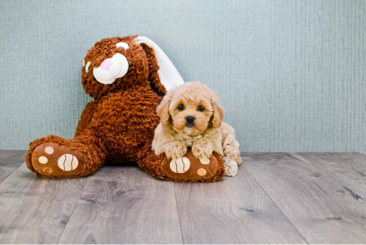 Cute Cavapoo Baby