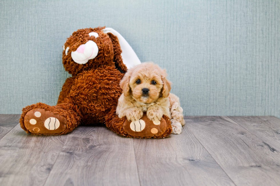 Cute Cavapoo Baby