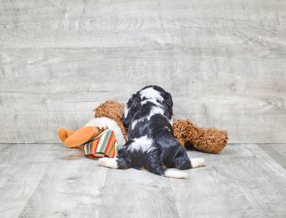 Popular Cavalier King Charles Spaniel Baby