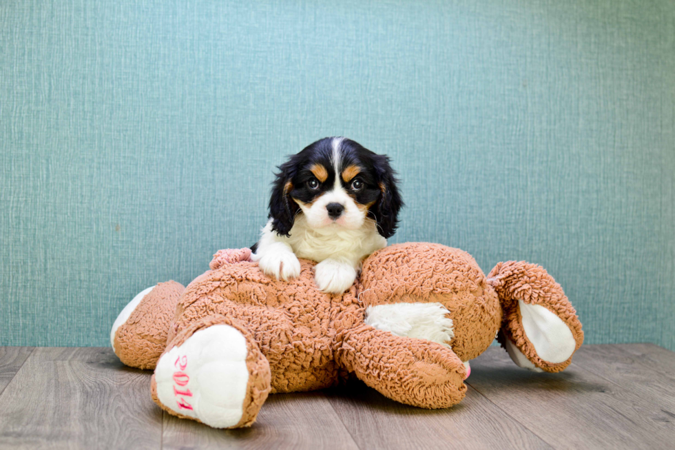 Akc Registered Cavalier King Charles Spaniel Purebred Pup